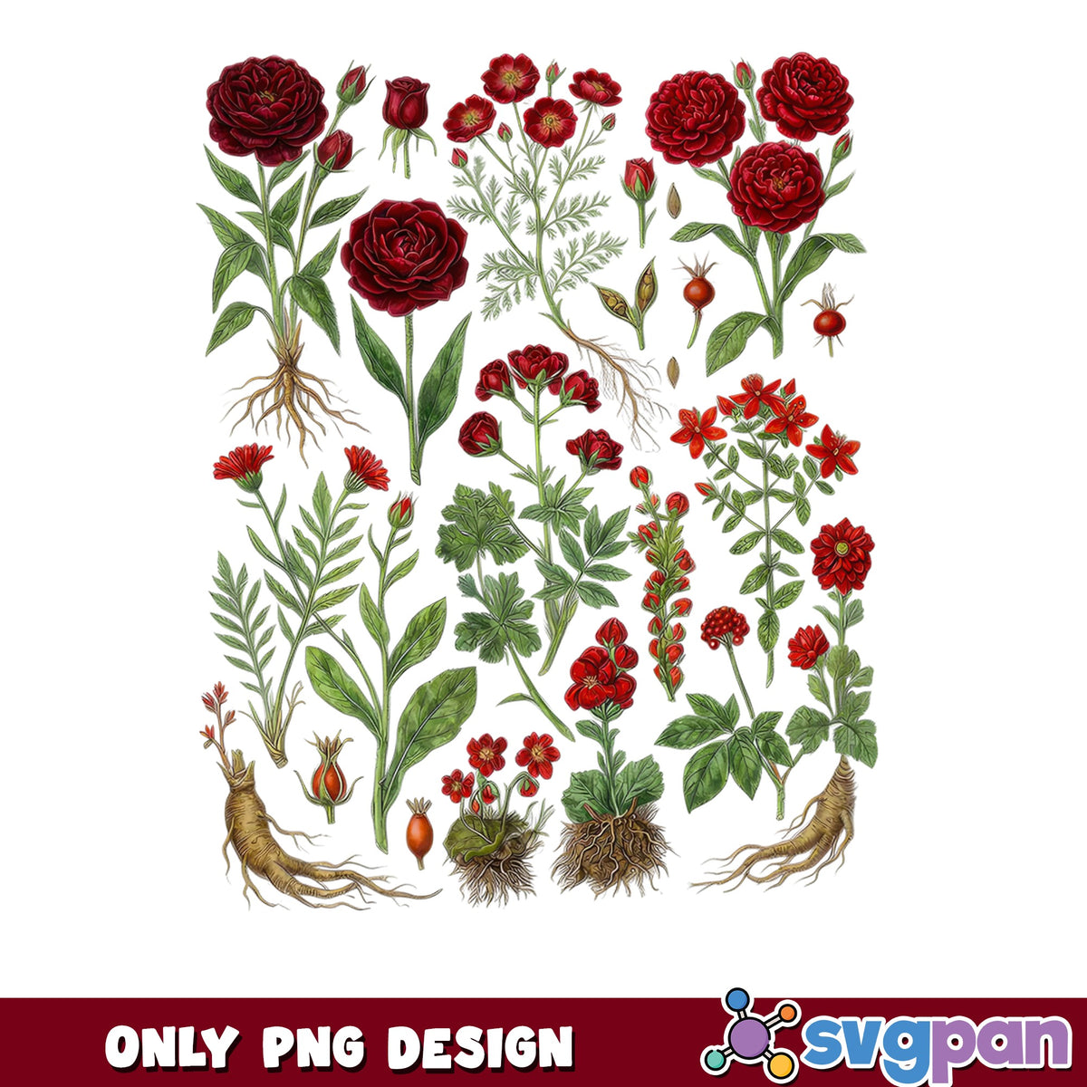 Red Botanical Flowers Bundle PNG, Vintage Floral Clipart PNG, Rose PNG