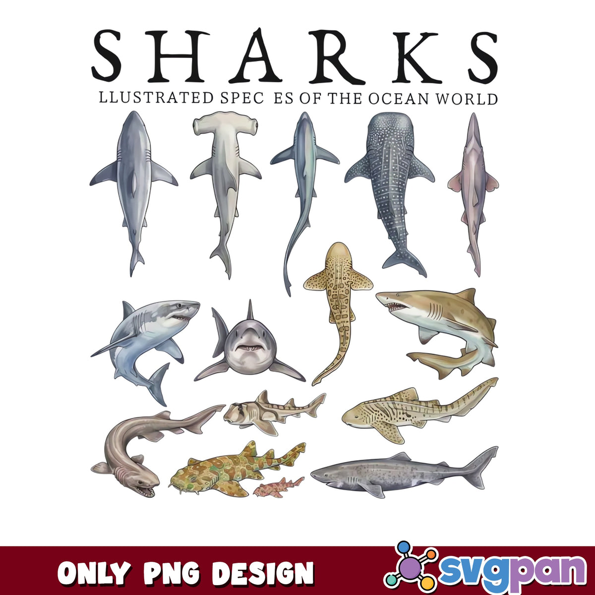 Sharks Illustrated Species Of The Ocean World, Shark PNG, Ocean PNG