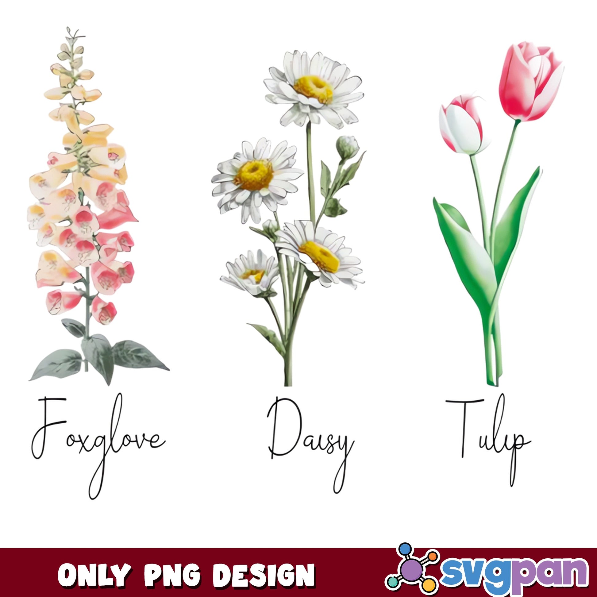 Watercolor Flower PNG Bundle, Foxglove Daisy Tulip PNG, Botanical Clipart PNG